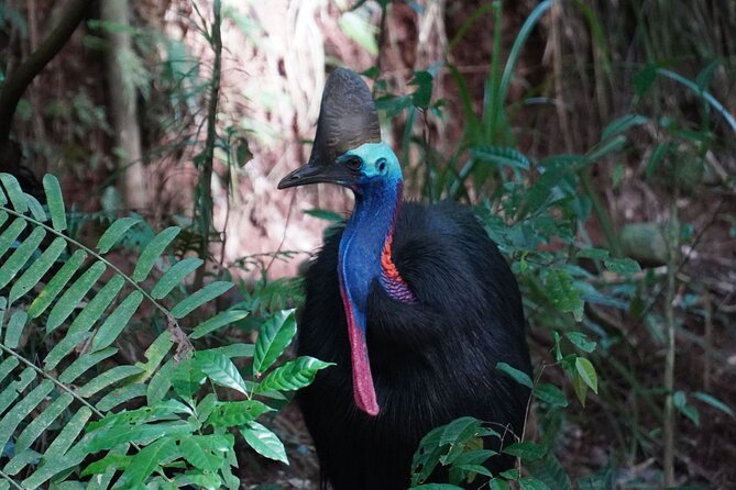 Cape Tribulation Day Tour from Cairns - From Cairns to Port Douglas and Four Mile Beach