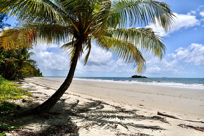 Cape Tribulation, Mossman Gorge, and Daintree Rainforest Day Trip - Dubuji Boardwalk makes the rainforest easier to read