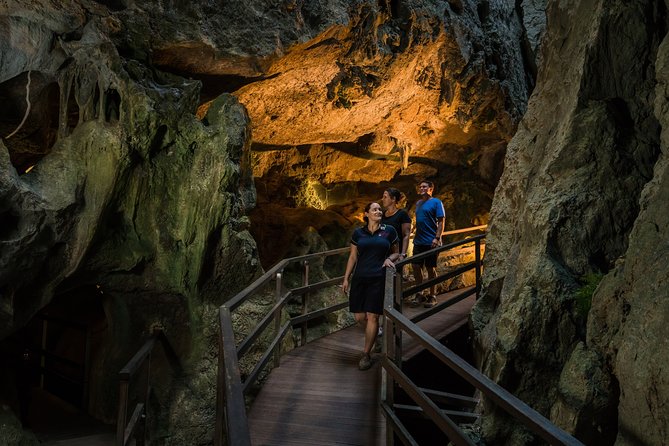 Capricorn Caves Cathedral Cave Tour - The geology, plants, roots, and bats along the way