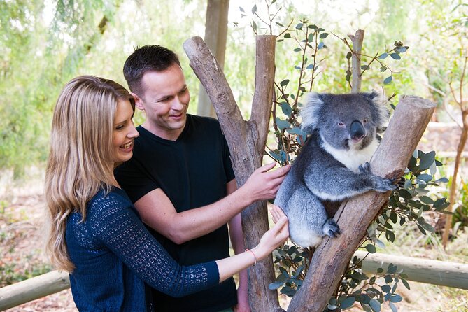 Cleland Wildlife Park Experience - from Adelaide including Mt Lofty Summit - Key points to know before you go