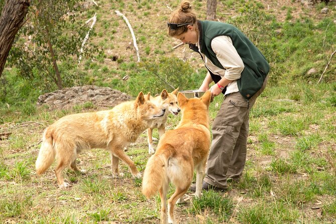 Cleland Wildlife Park Experience - from Adelaide including Mt Lofty Summit - Why this Adelaide half-day trip works so well