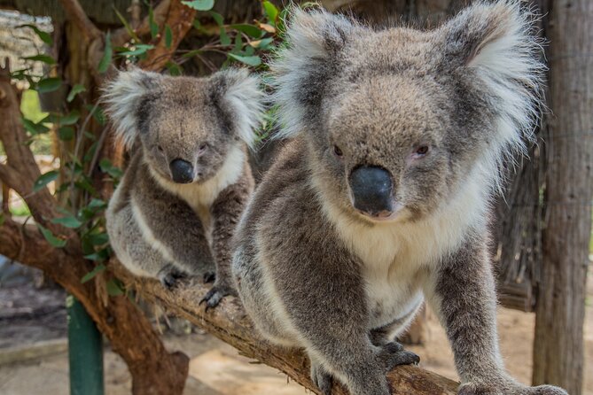 Cleland Wildlife Park Experience - from Adelaide including Mt Lofty Summit - Walking among Cleland’s native animals