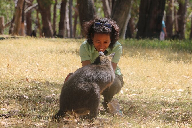 Cleland Wildlife Park Experience - from Adelaide including Mt Lofty Summit - The included koala close-up