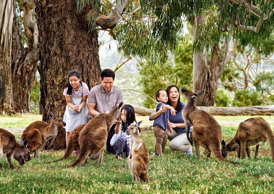 Cleland Wildlife Park Experience with Mount Lofty Summit - Key points to know before booking