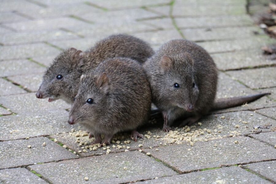 Cleland Wildlife Park Experience with Mount Lofty Summit - Who will enjoy this outing most?