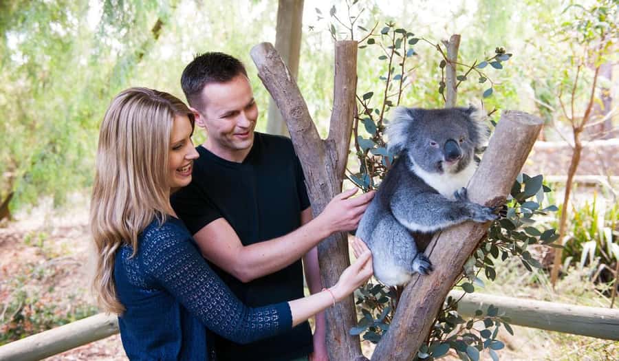 Cleland Wildlife Park Experience with Mount Lofty Summit - From Adelaide hotels to Mount Lofty’s sweeping view