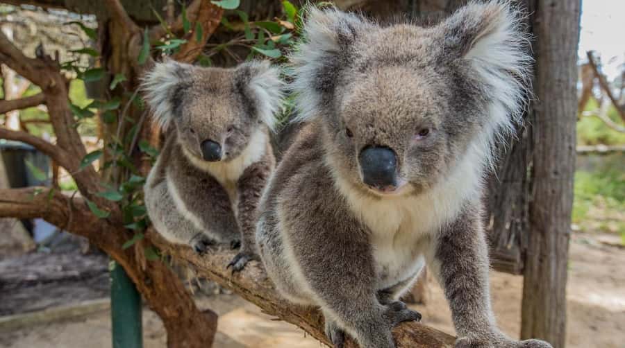 Cleland Wildlife Park Experience with Mount Lofty Summit - The included koala close-up