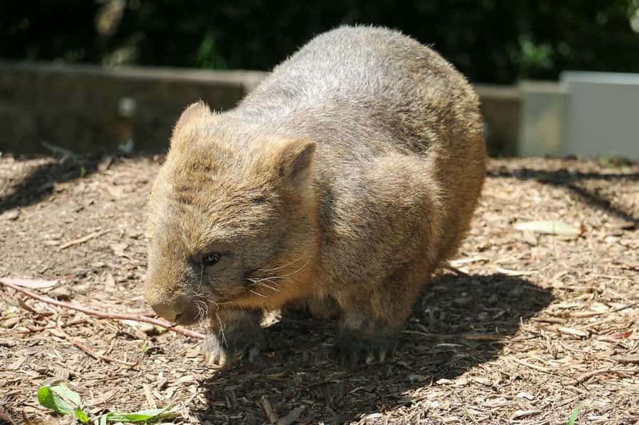 Cleland Wildlife Park Experience with Mount Lofty Summit - Hand-feeding kangaroos, wallabies, and emus