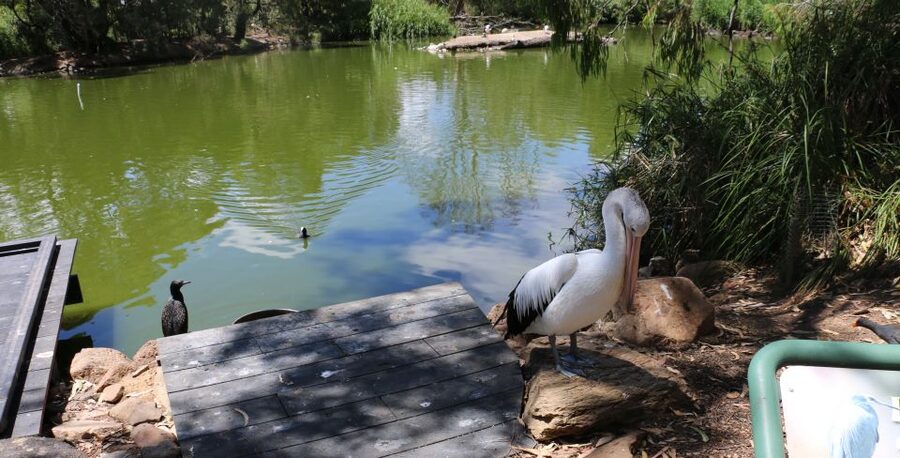 Cleland Wildlife Park Experience with Mount Lofty Summit - Wetlands, echidnas, dingoes, and less familiar wildlife