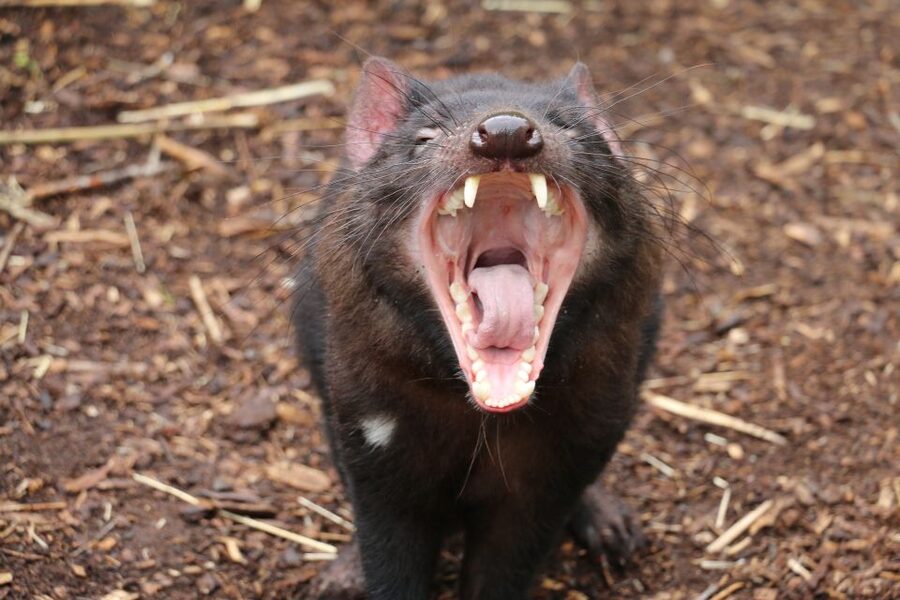 Cleland Wildlife Park Experience with Mount Lofty Summit - Food, drinks, and the best way to plan lunch