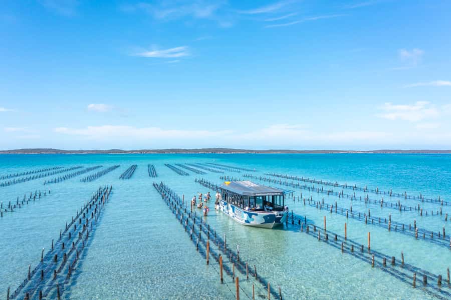 Coffin Bay: Oyster Farm Boat Tour with Wading & 12 Oysters - The best parts of the Coffin Bay experience