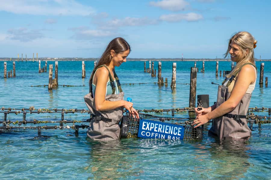 Coffin Bay: Oyster Farm Boat Tour with Wading & 12 Oysters - Who will enjoy this tour most?