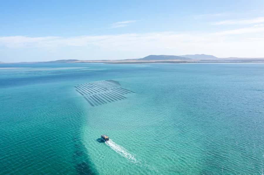 Coffin Bay: Oyster Farm Boat Tour with Wading & 12 Oysters - Brother’s Island and the seal sightings