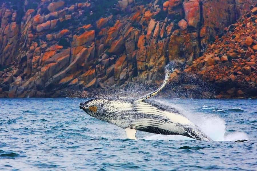 Coles Bay: Wineglass Bay Adults-Only Cruise with Lunch - The cruise at a glance