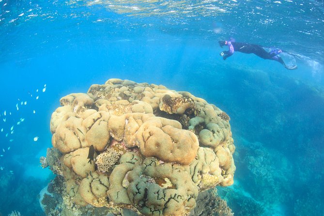 Coral Bay: 2-Hour Coral Viewing and Snorkeling - Key points to know before booking