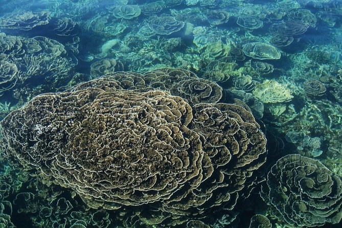 Coral Bay: 2-Hour Coral Viewing and Snorkeling - Why this short Coral Bay boat trip works