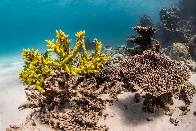 Coral Bay: 2-Hour Coral Viewing and Snorkeling - The glass-bottom ride on the Nhanya-Ku