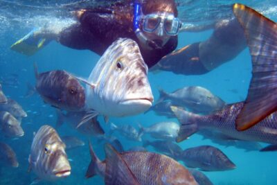 2-Hour Coral Viewing and Snorkeling