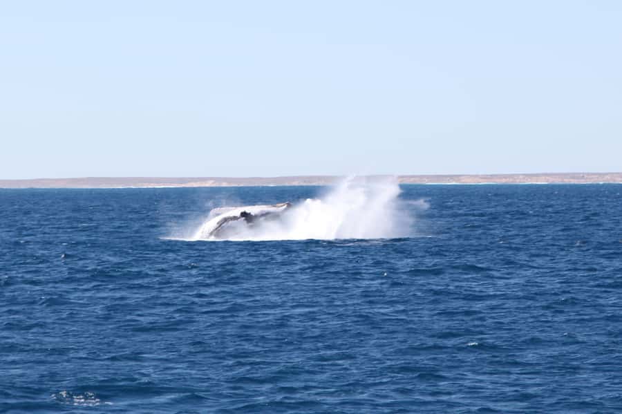 Coral Bay: 3-Hour Whale Watching Experience - Key points to know before you book