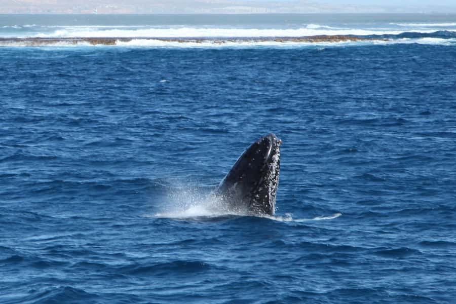 Coral Bay: 3-Hour Whale Watching Experience - Cruising out toward Ningaloo Reef
