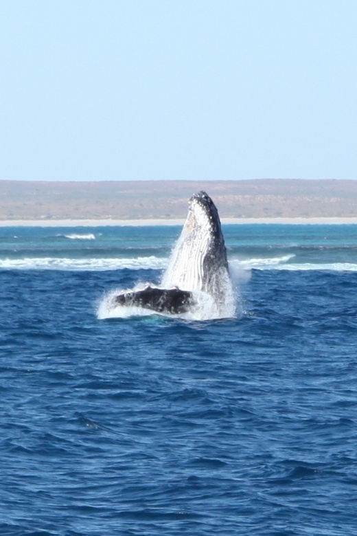 Coral Bay: 3-Hour Whale Watching Experience - Looking for turtles, dolphins, and dugongs