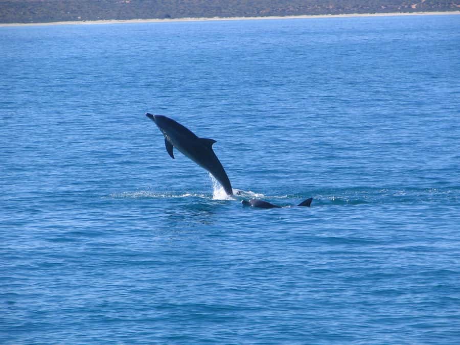 Coral Bay: 3-Hour Whale Watching Experience - A comfortable boat with food and Champagne