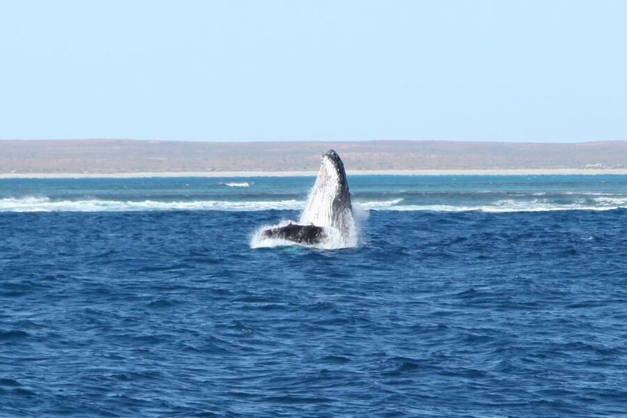 Coral Bay: 3-Hour Whale Watching Experience - Who will enjoy the three-hour outing most