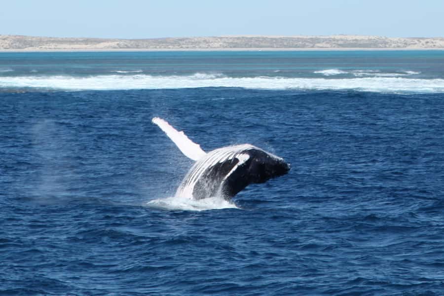 Coral Bay: 3-Hour Whale Watching Experience - Meeting the boat at Peoples Shopping Village