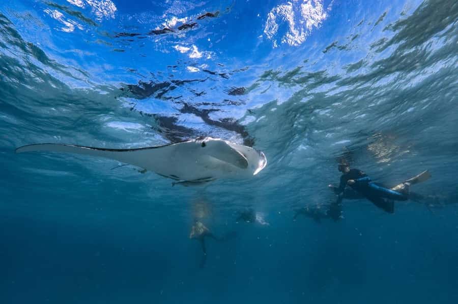 Coral Bay: Full Day Ningaloo Reef with Manta Rays Tour - Why the Ningaloo Reef day is worth your time