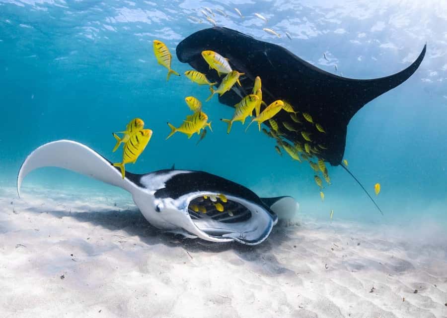 Coral Bay: Full Day Ningaloo Reef with Manta Rays Tour - Starting at Coral Bay Arcade at 8:00am