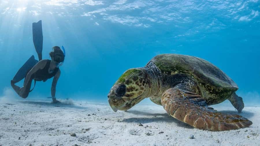 Coral Bay: Full Day Ningaloo Reef with Manta Rays Tour - Lunch, tea, and a practical break on board