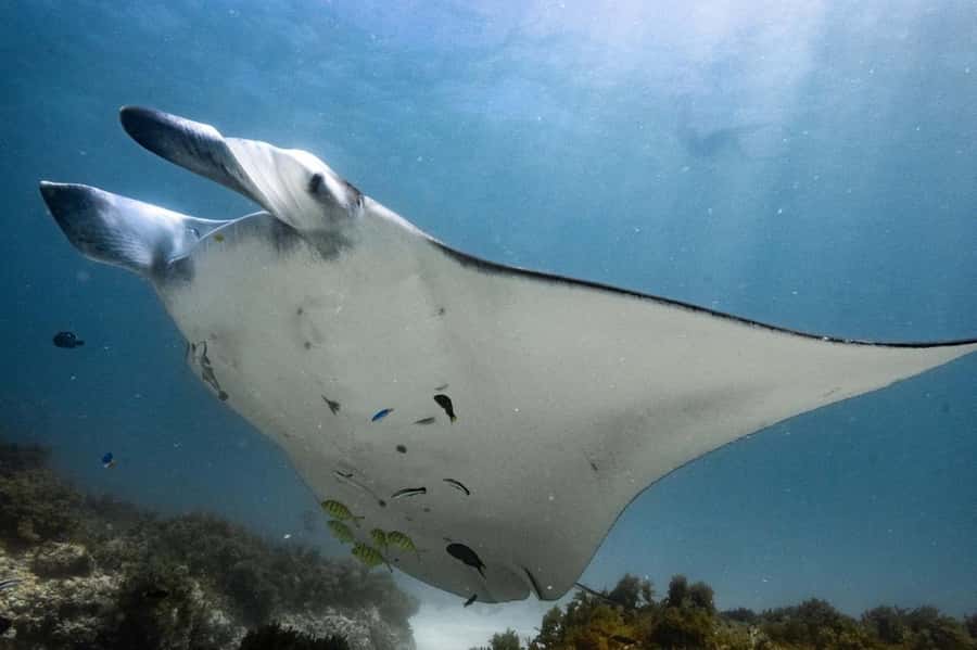 Coral Bay: Full Day Ningaloo Reef with Manta Rays Tour - The practical drawbacks to consider