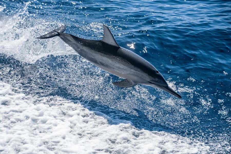 Coral Bay: Full Day Ningaloo Reef with Manta Rays Tour - Who should book this Ningaloo Reef trip?