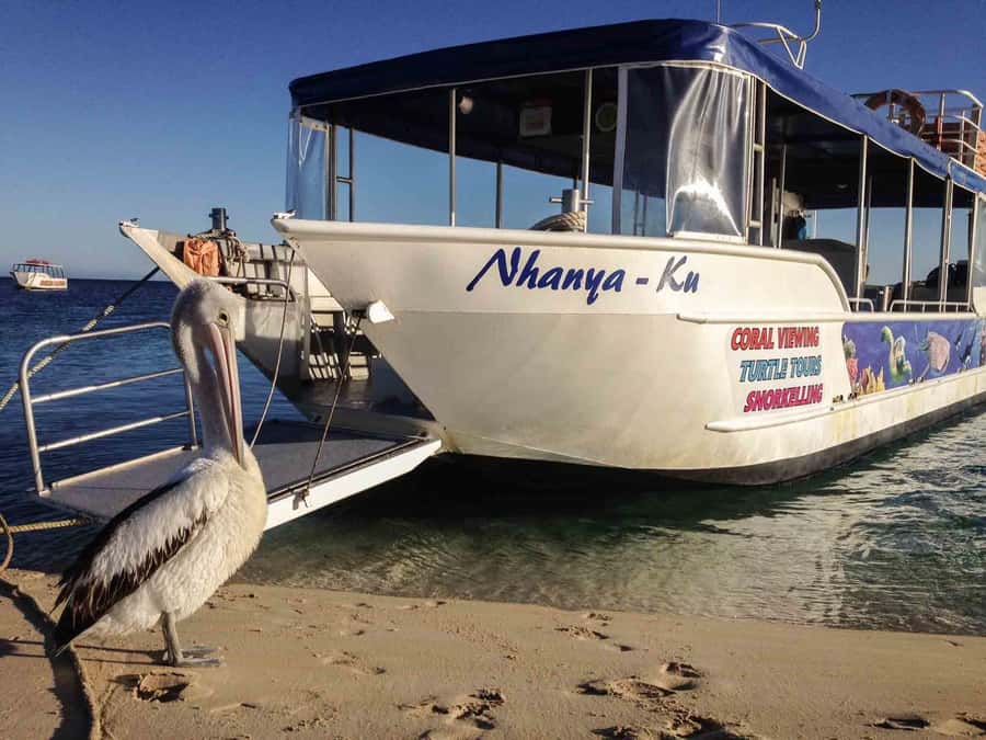Coral Bay Glass-Bottom Boat Tour - Why Coral Bay is a good place for glass-bottom viewing