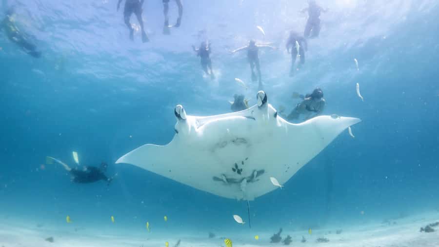 Coral Bay: Marine Eco Safari - Swim With Manta Rays - Why Ningaloo Reef makes this safari special