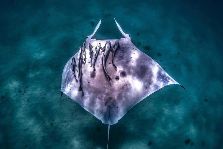 Coral Bay: Marine Eco Safari - Swim With Manta Rays - The 8:00 AM start and short ride to Kurni-Ku