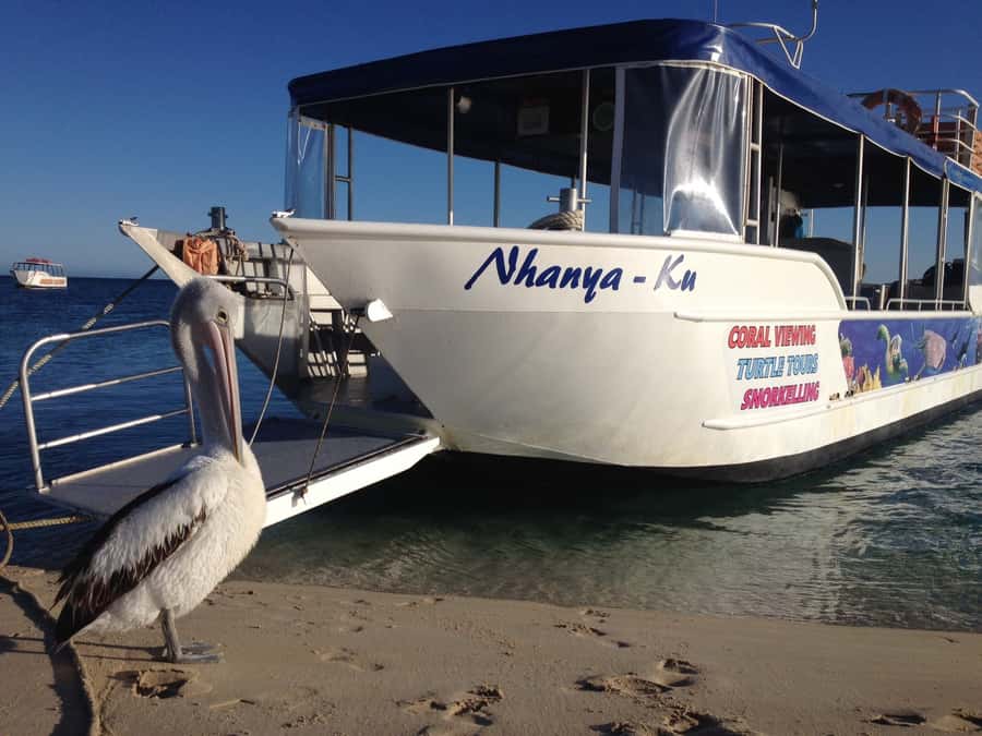 Coral Bay: Ningaloo Reef 3-Hour Turtle Ecotour - Five things to know before you book
