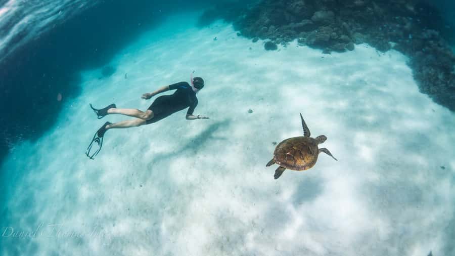 Coral Bay: Ningaloo Reef 3-Hour Turtle Ecotour - Finding green sea turtles at their feeding ground
