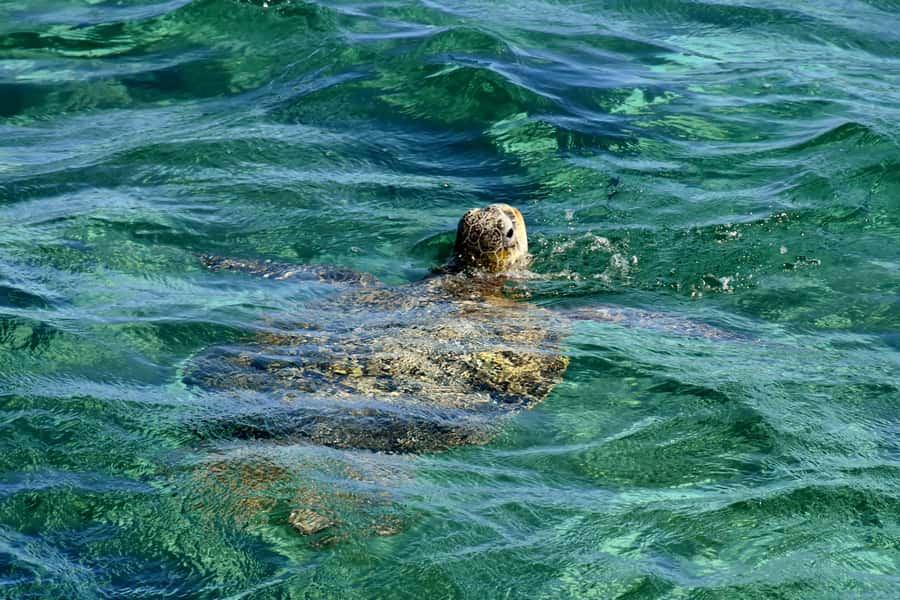 Coral Bay: Ningaloo Reef 3-Hour Turtle Ecotour - Glass-bottom viewing before you put on a mask