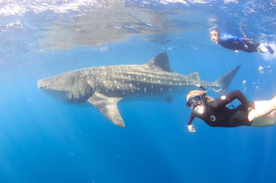 Coral Bay: Ningaloo Reef Swim and Snorkel with Whale Sharks - Starting at 7:30 AM in Coral Bay
