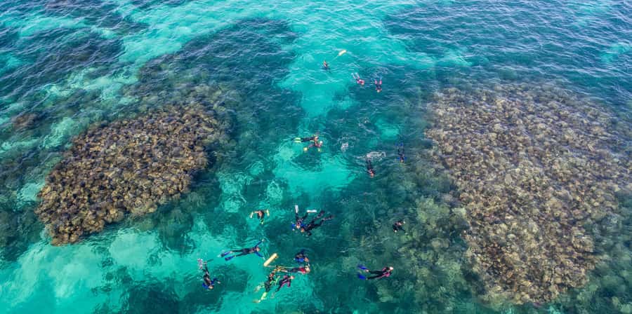 Coral Bay: Ningaloo Reef Swim and Snorkel with Whale Sharks - Who Will Get the Most From This Day