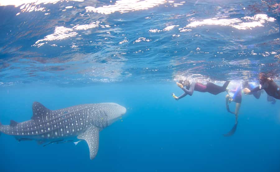 Coral Bay: Ningaloo Reef Swim and Snorkel with Whale Sharks - The First Reef Stop Helps You Get Comfortable
