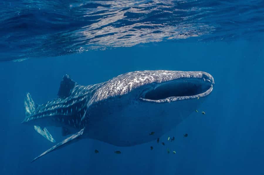 Coral Bay: Ningaloo Reef Swim and Snorkel with Whale Sharks - Swimming With Whale Sharks in Small Groups
