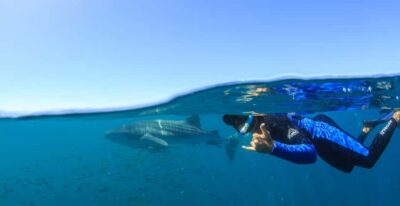 Ningaloo Reef Swim and Snorkel with Whale Sharks