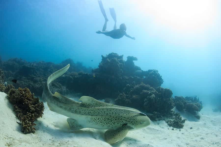 Coral Bay: Ningaloo Reef Swim and Snorkel with Whale Sharks - The Second Snorkel Gives the Day a Strong Finish