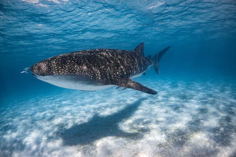Coral Bay: Ningaloo Reef Swim and Snorkel with Whale Sharks - Food, Photos, and the Last Glass of Champagne