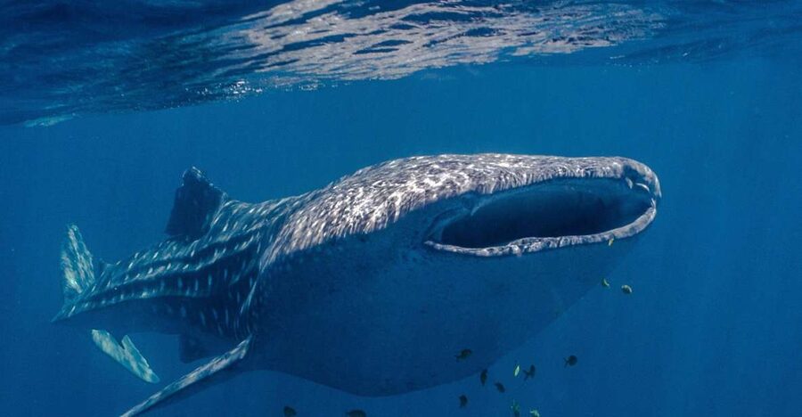 Coral Bay: Ningaloo Reef Swim and Snorkel with Whale Sharks - What the $460 Price Really Includes