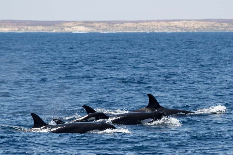 Coral Bay: Ningaloo Reef Swim and Snorkel with Whale Sharks - Sea Conditions, Fitness, and What to Pack