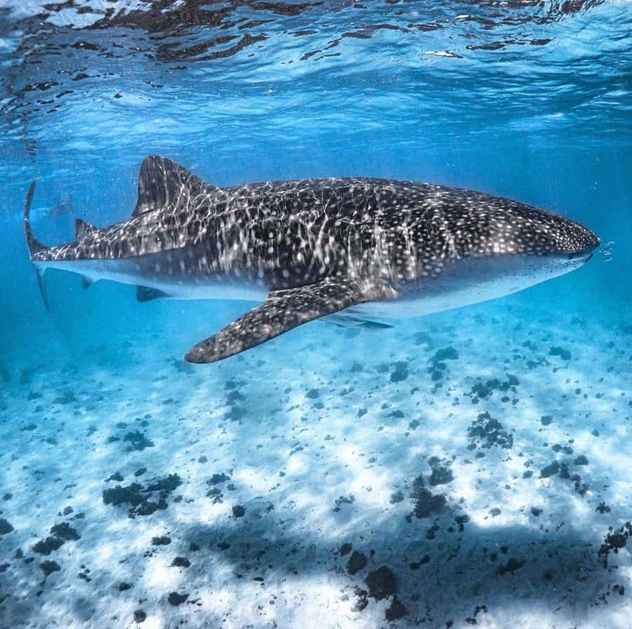 Coral Bay: Ningaloo Reef Swim and Snorkel with Whale Sharks - Best Time to Book the Whale Shark Safari