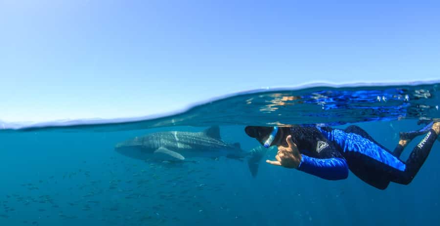 Coral Bay: Ningaloo Reef Swim and Snorkel with Whale Sharks - Morning Tea, Then the Outer Reef Search